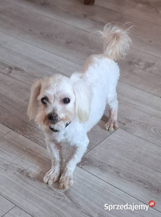 Maltanczyk dorosły z rodowodem I uprawnieniami