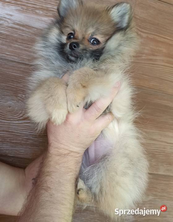 Suczka Szpic miniaturowy pomeranian Orange Sable Bełchatów