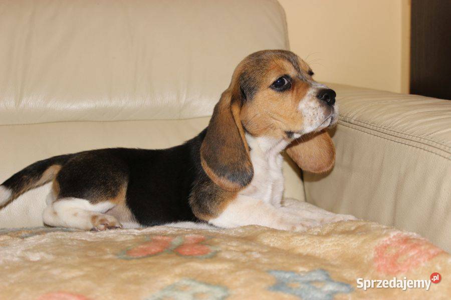 Beagle Panny do wzięcia ZKwPFCI Champione Polski Aleksandria