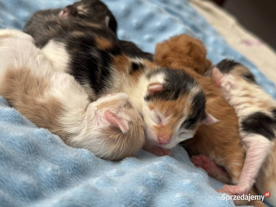 Maine Coon do rezerwacji Wrocław sprzedam