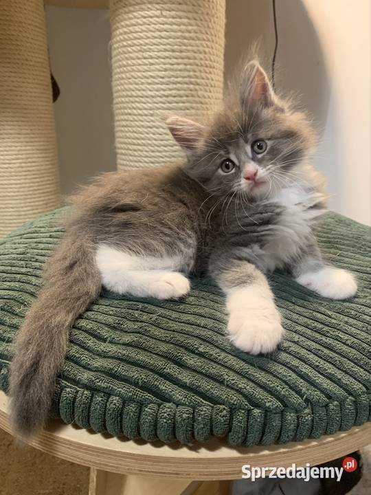 Maine Coon Srebny z białym klasycznie pręgowany Warszawa
