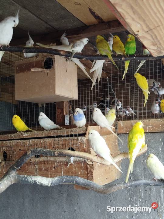 Sprzedam Nimfy Faliste Bukowiec