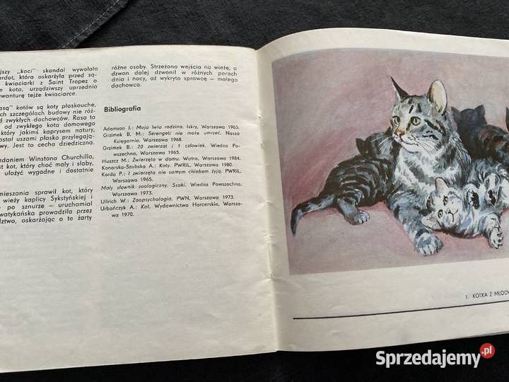 KOTMiroslaw Huszcz miękka