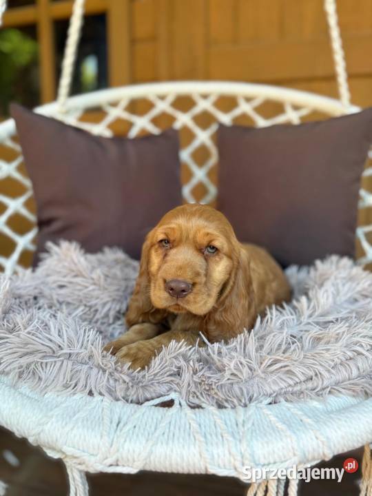 Wyjątkowy Piesek Cocker Spaniel Angielski złoty mazowieckie Warszawa