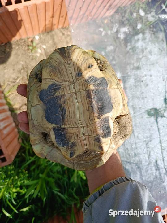 Żółw Grecki Samiec Wojkowice