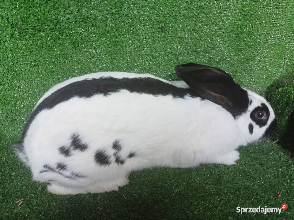 Samica srokacz Więcbork