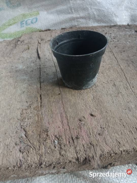 Doniczki na rozsadę sadzonki kwiatki Wawrzeńczyce