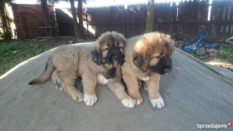 Owczarek kaukaskikaukaz