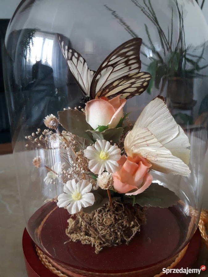 Wieczne motyle pod szklaną kopułą Janów Lubelski sprzedam