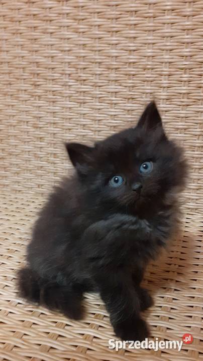 Zjawiskowy Czarny Kocurek Syberyjski Ares Sochaczew