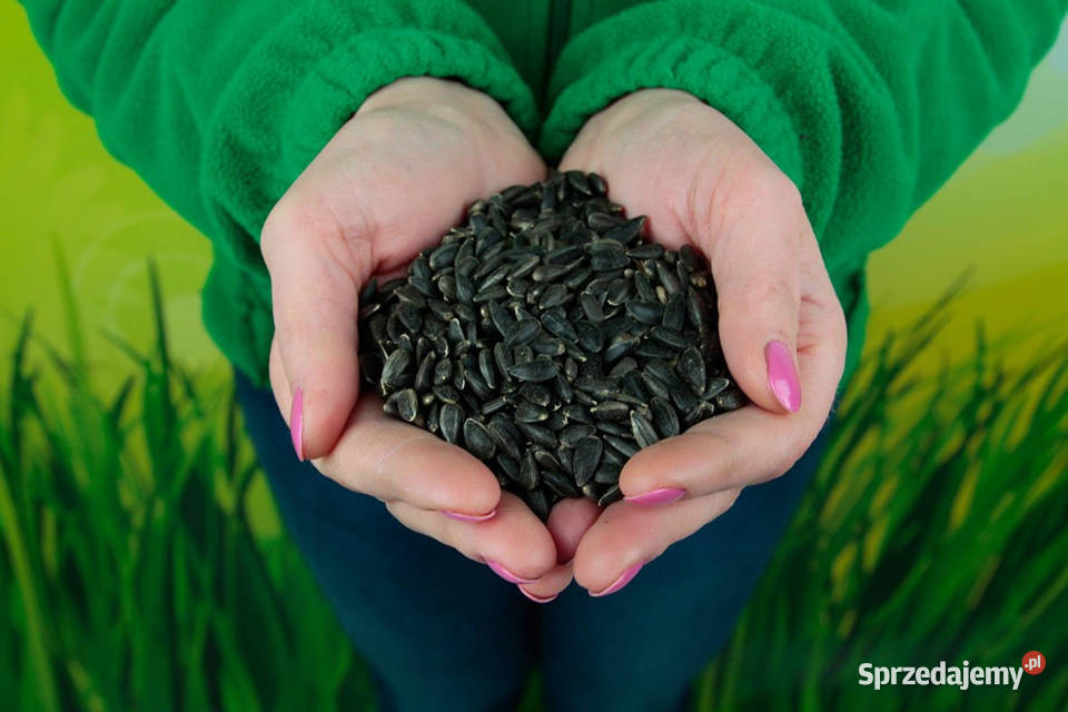 pokarm KARMA PTAKÓW zimujących SŁONECZNIK czarny Cieśle