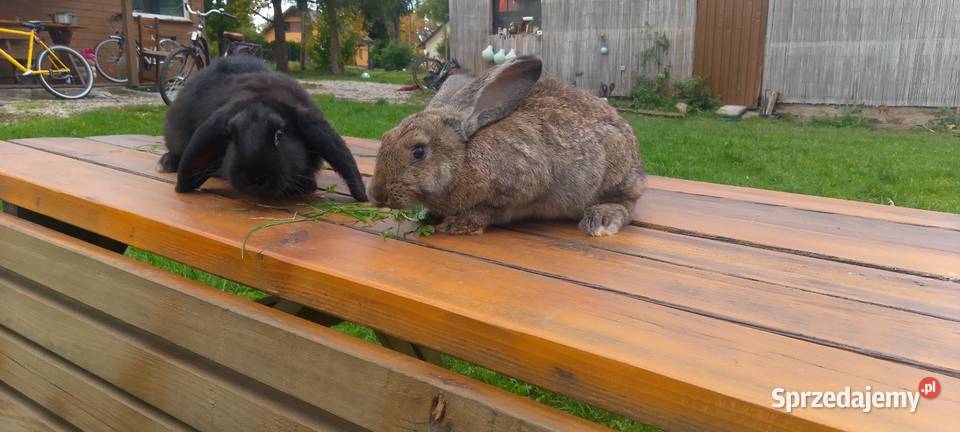 Sprzedam króliki hodowlane udomowione i na mięso Straszewo sprzedam