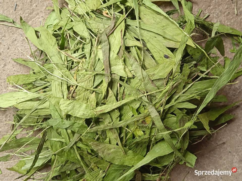 Babka lancetowata suszony liść Izbica