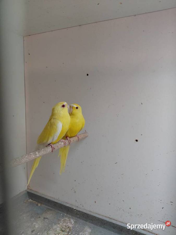 Łąkówki modrobrewne wielkopolskie Kalisz