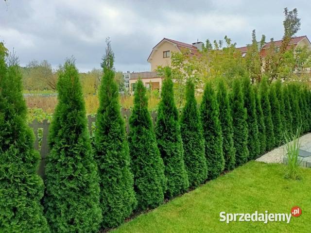Tuja szmaragd tuje thuja smaragd szmaragdowa Mielec