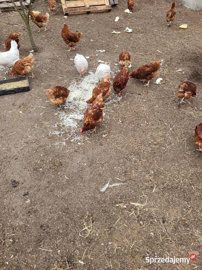 Kury zagrodowe nioski koguty łódzkie Zrąbiec