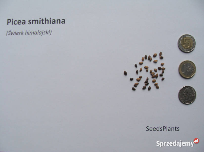 ŚWIERK HIMALAJSKI Picea smithiana NASIONA 700 Nasiona Lubanie sprzedam