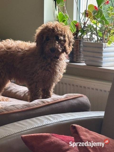 Samiec labradoodle mini f2 apricot Pozostałe