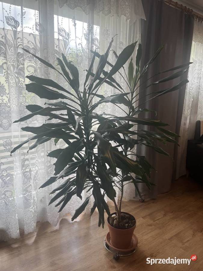 Sprzedam Piękną Dracenę śląskie Katowice