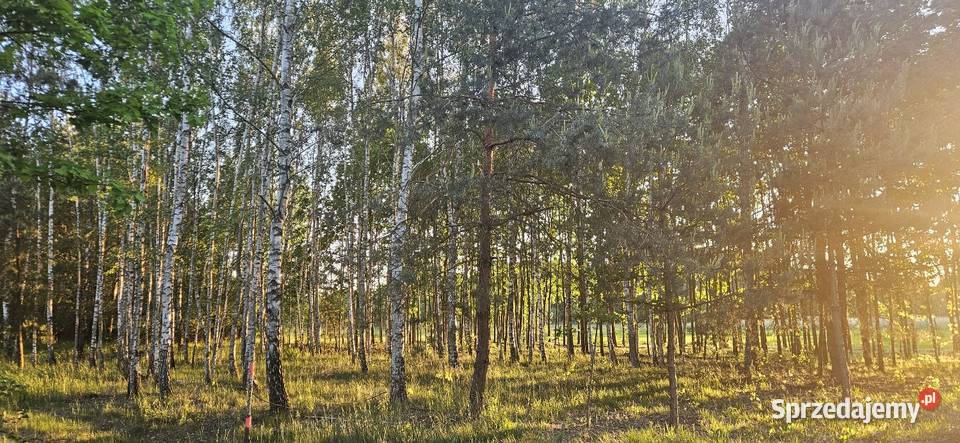 Działka bud 2900 M2 Łukawska Wola WZ ZADRZEWIONA