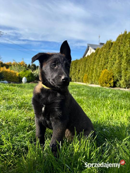 Owczarek belgijski Malinois Wójtostwo