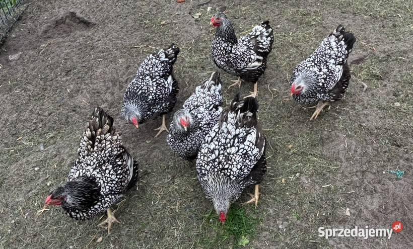 Wyandotte Srebrnołuskowana świętokrzyskie Sobków sprzedam
