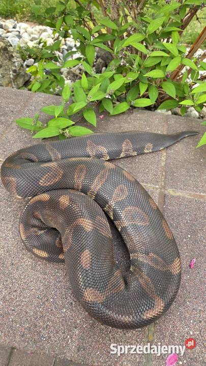 Super Chocolate Samica Regius Python Pruszków