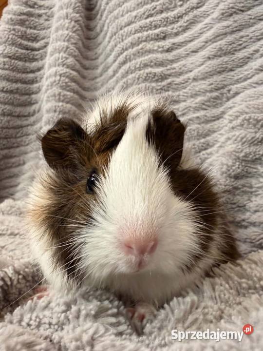 świnka morska cavia domowa SAMICA sprzedam