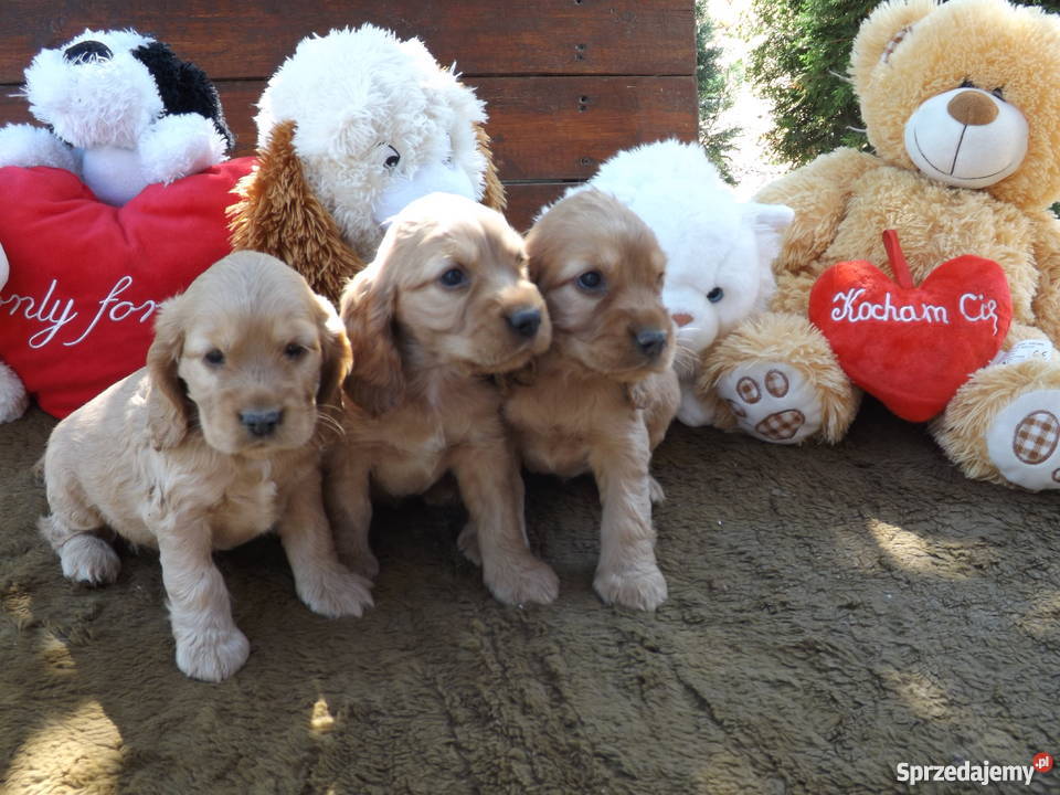 sprzedam spaniela sprzedam