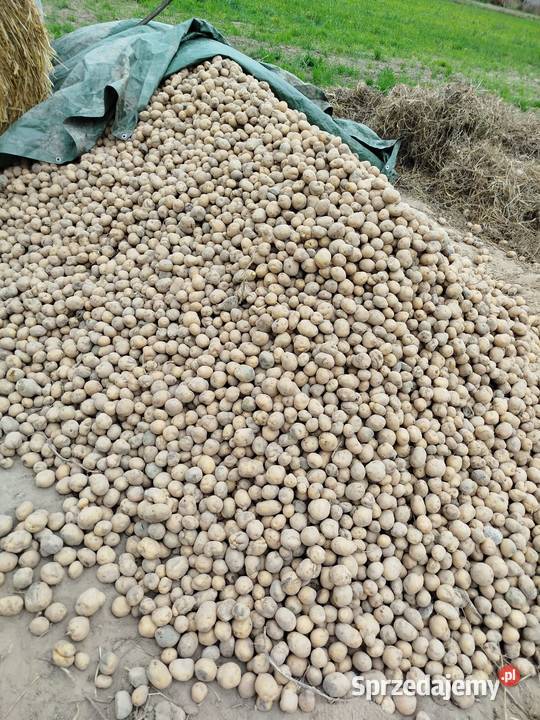 Ziemniaki sadzeniaki bryza Przybyszewo