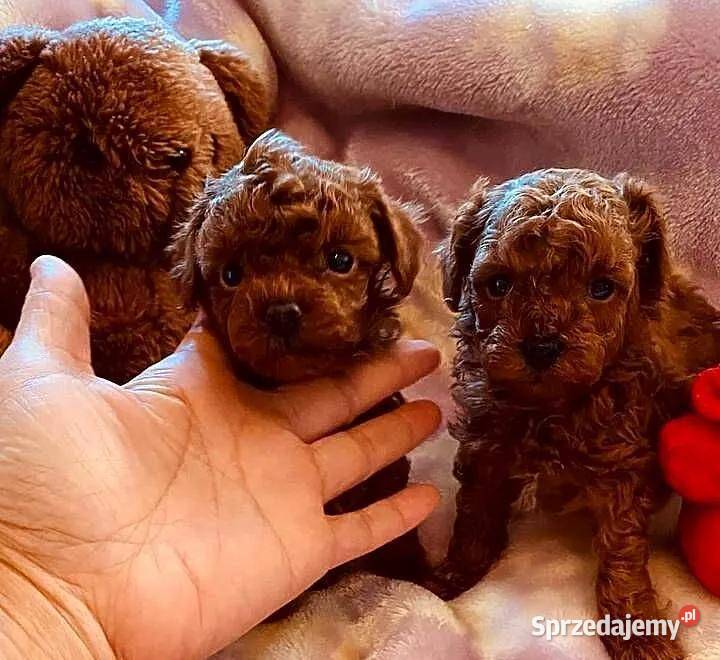 Sliczne pudel pudelki Toy i mini Oława sprzedam