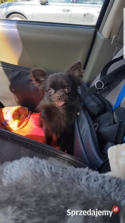 Chihuahua samczyk długowłosy FCI łódzkie sprzedam