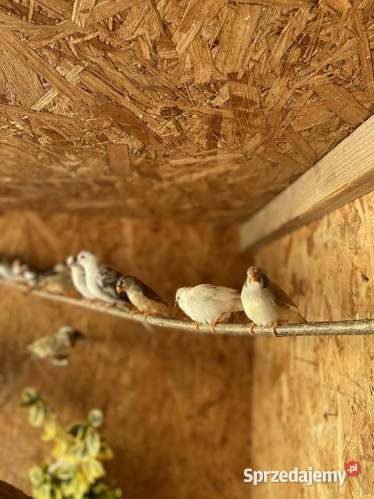 Sprzedam zeberki Ptaki Mechlin