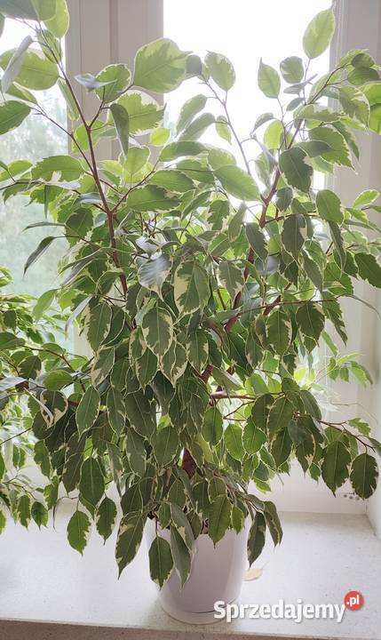 Beniaminek Fikus Brzózka Kwiatek 3 sztuki podkarpackie Rzeszów