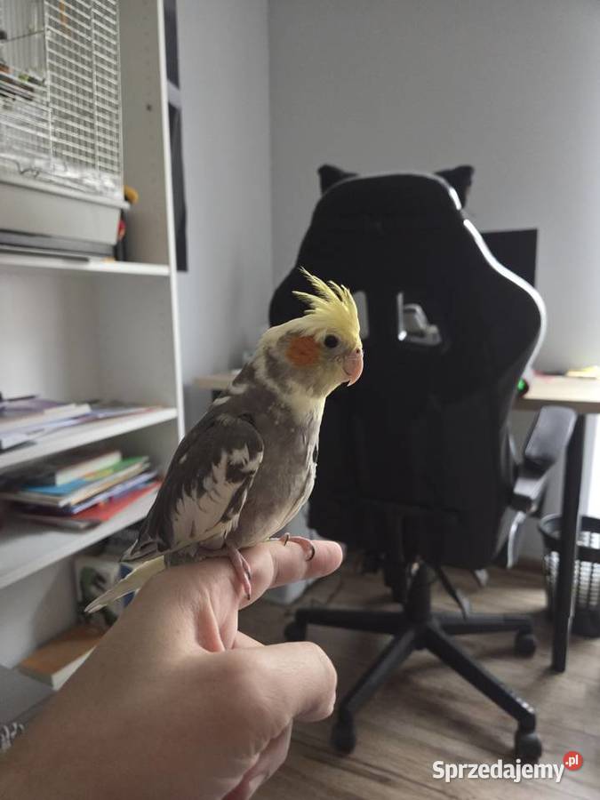 Nimfa samczyk ręcznie wykarmienia z klatką Poznań