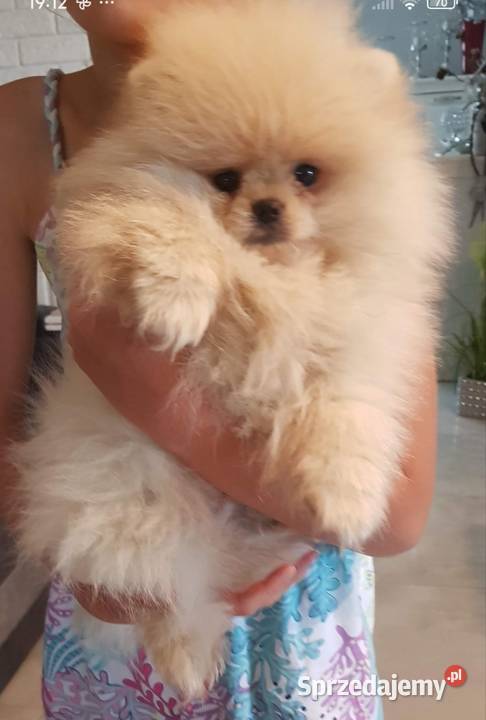 Piesek i suczka pomeraniany typ misia