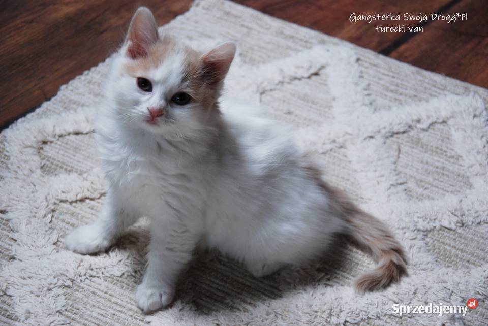 Gangsterka Swoją Drogą turecki van Zawiercie