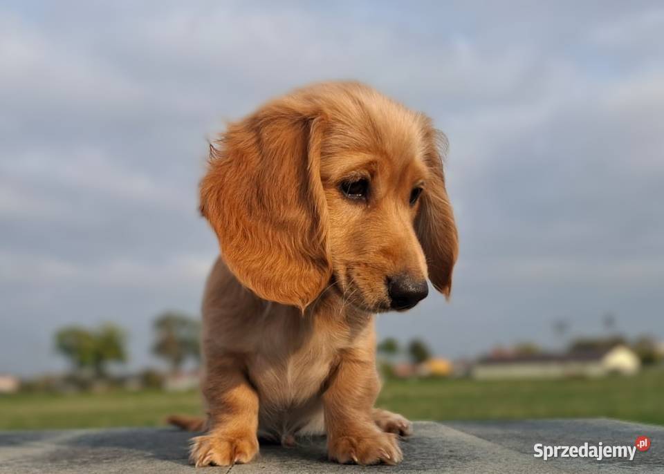 Jamnik długowłosy Dackel dachshund GOLD Jamnik Żychlin