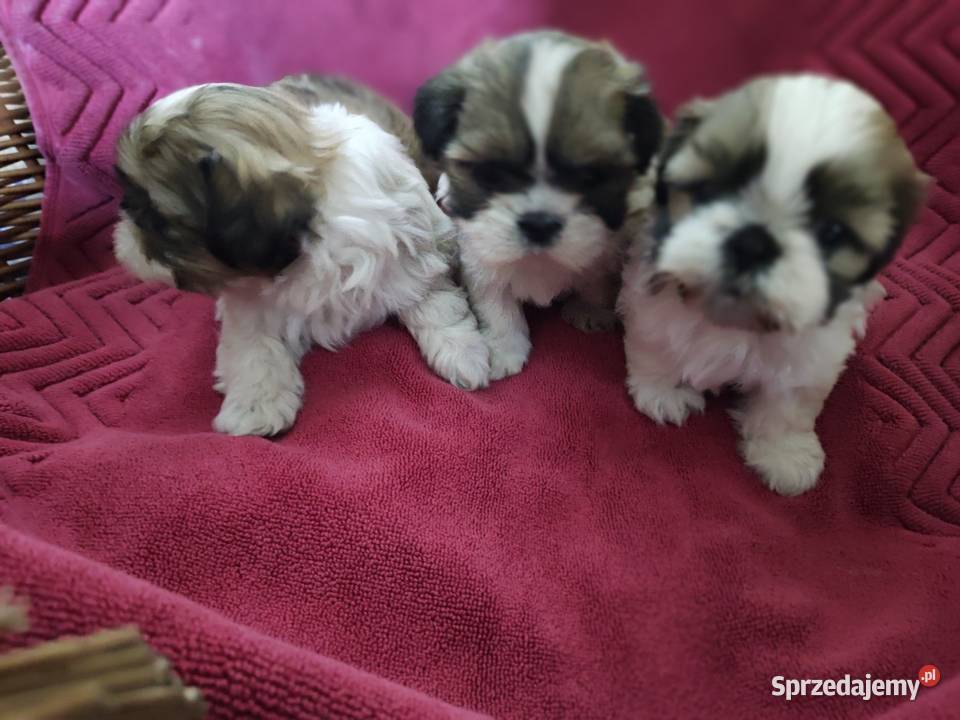 Shih tzu Zyck Polski