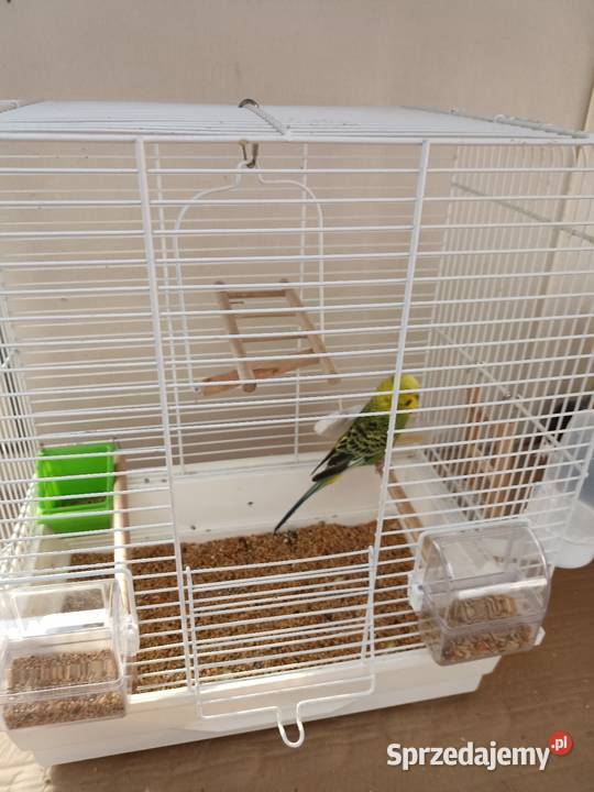 Oddam papugę falistą klatka wyposażeniem wiadro Pruszków