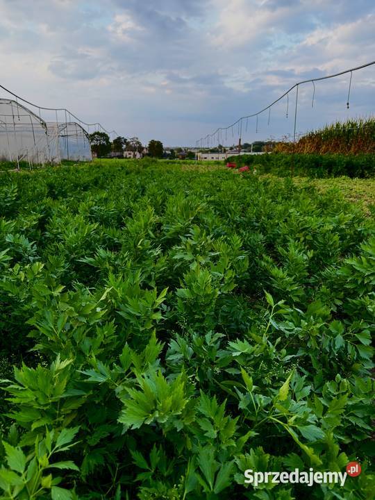 Sprzedam LUBCZYK Duża ilość na pęczki kilogramy