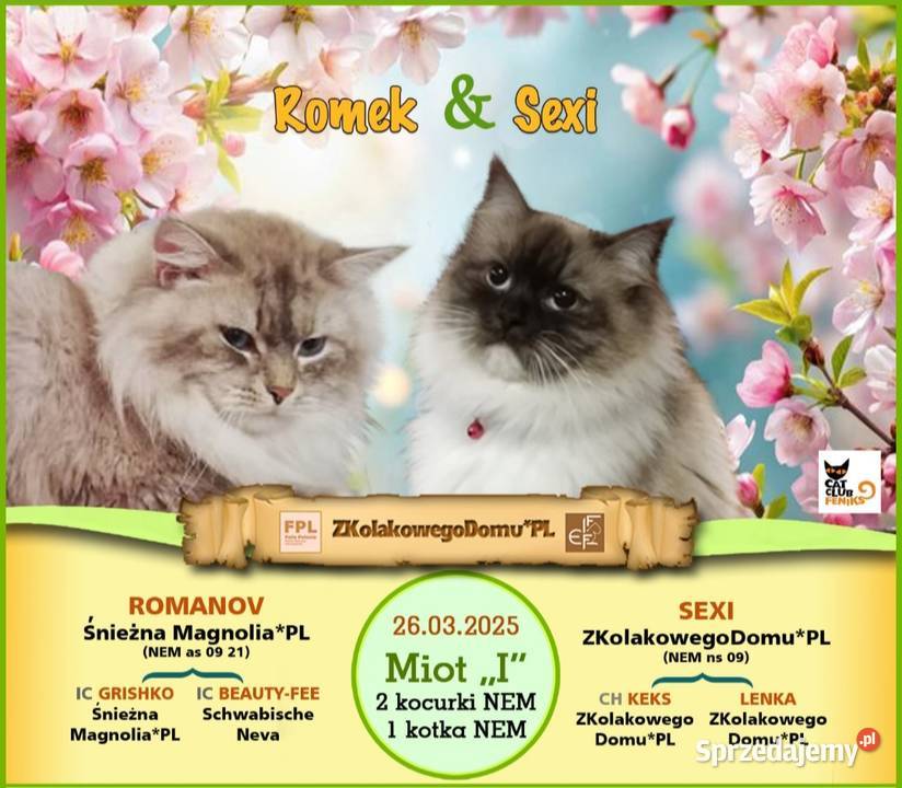 Koty Syberyjskie Neva Masquerade ILUZJA sprzedam
