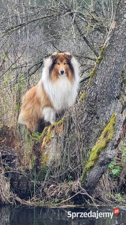 Collie OwczareSzkocki Długowłosy szczenięta ZKwP Pozostałe Wrocław