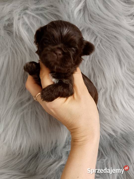 Piękny czekoladowy piesek rasy ShihTzu Kluczbork
