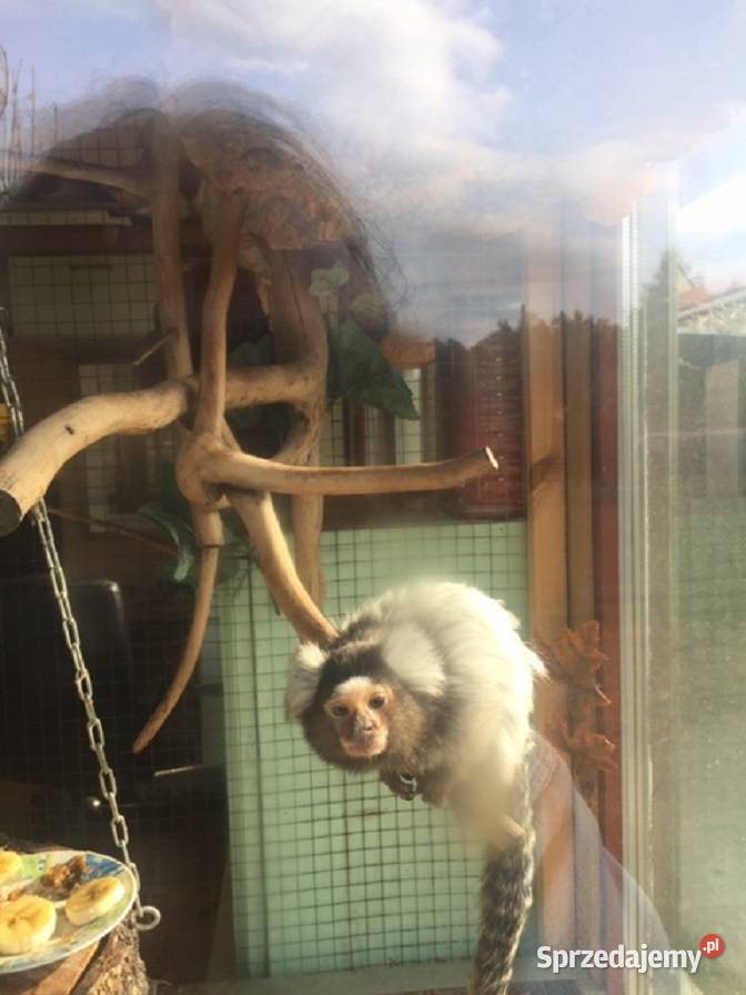 małpka Marmozeta Białoucha Zwierzęta Brok