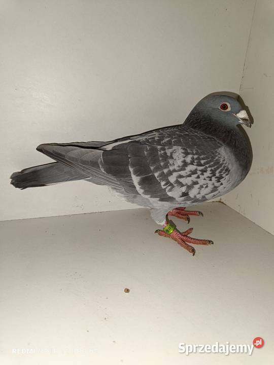 Gołębie pocztowe likwidacja hodowli Włocławek
