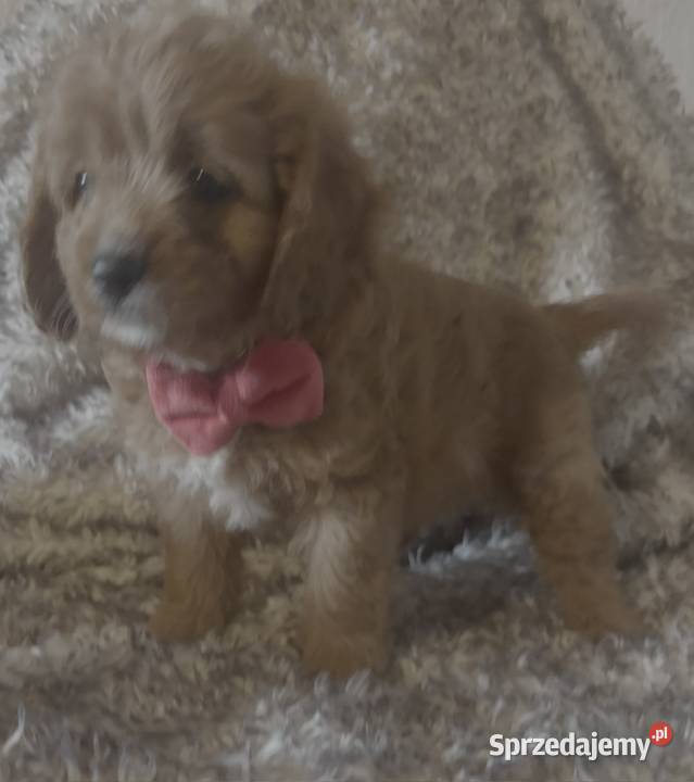 Malutkie Cavapoo szczeniaki piękne dolnośląskie Bielany Wrocławskie sprzedam