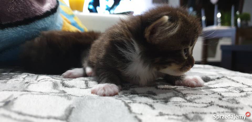 Maine Coon sprzedam