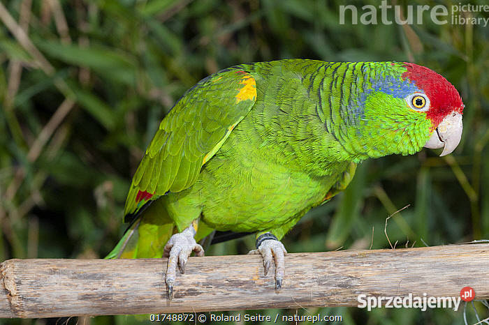 Amazonka Krasnoglowa Viridigenalis iridigenalis Ptaki Kraków