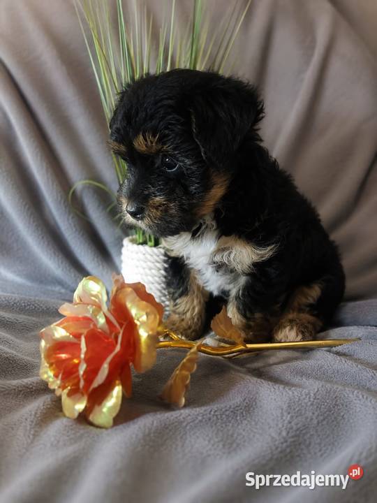 Piesek York terrier Iława